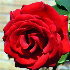 Poзa Марджори Прупс - красная - Чайно-гибридные розы